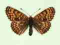 Melitaea cinxia female (aberrant form transversa) (Internet Image property of respective owner, non-commercial use only)